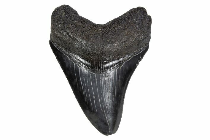 Serrated, Fossil Megalodon Tooth - South Carolina #306239